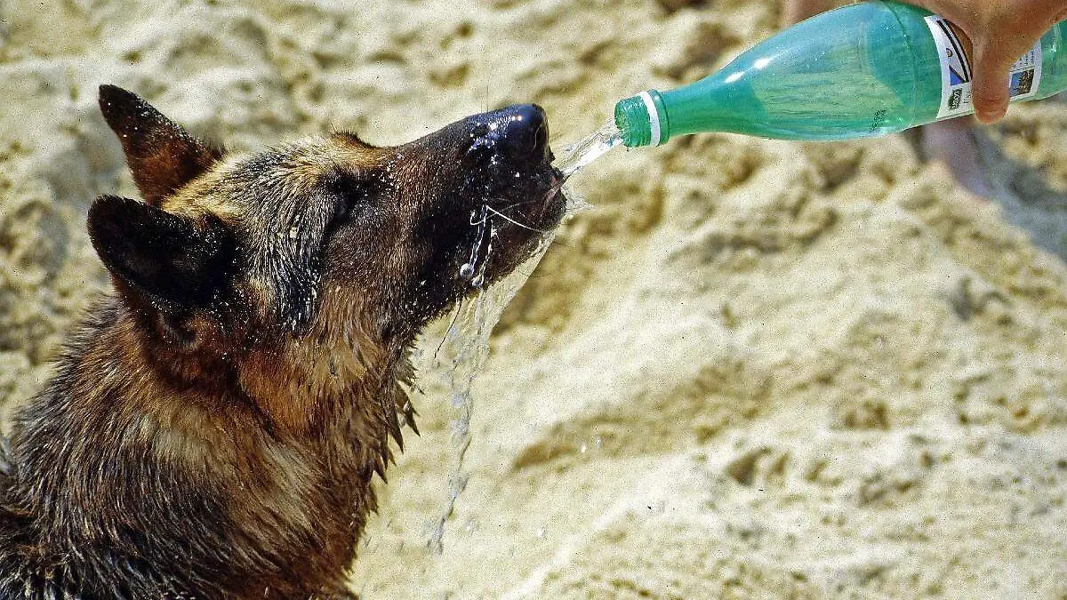 Golpes de calor en lomitos